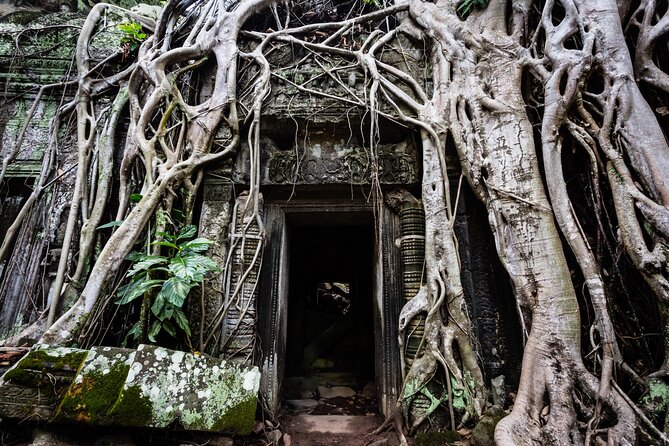 2-Day : Angkor Sunrise, Kompong Phluk Sunset & Banteay Srei Tour - Ta Prohm: trees, roots, and a photo-friendly maze