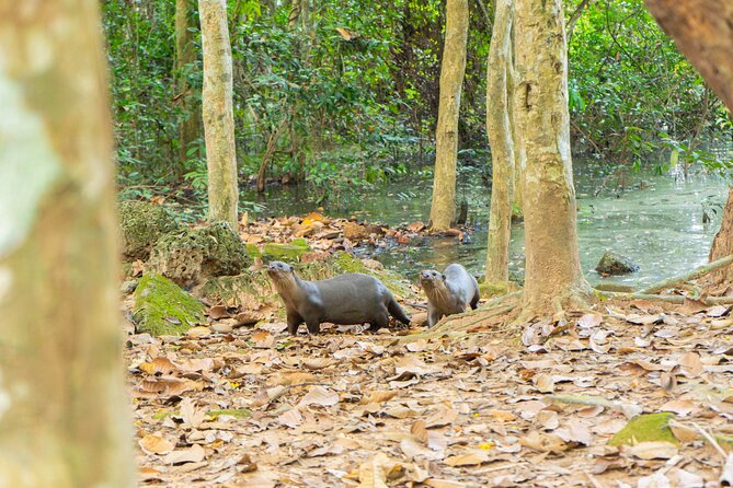 Angkor Bike & Gondola Ride at Twilight - What to Wear, How Fit You Need to Be, and Why It Matters
