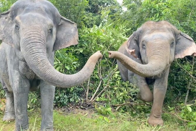 Angkor Wat Temples & Kulen Elephant Forest Day Tour - Early Pickup and a Small-Group Temple Circuit That Works