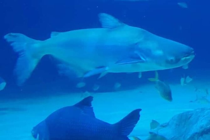 Angkor Wildlife & Aquarium Halfday tour - How the half-day tour fits into your Siem Reap schedule
