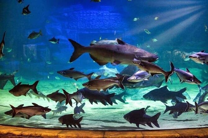 Angkor Wildlife & Aquarium Halfday tour - Wildlife section: sun bears, tigers, snakes, and reptiles