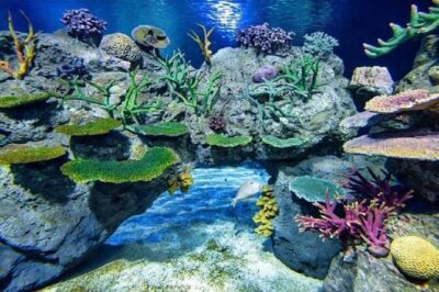 Angkor Wildlife & Aquarium Halfday tour - The on-site experience: aquarium tanks first, then wildlife