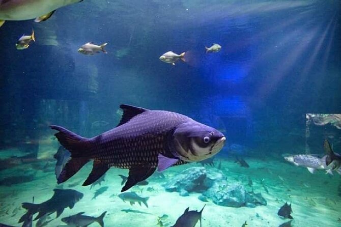 Angkor Wildlife & Aquarium Halfday tour - Why this place is worth a half-day (even if you’ve seen other aquariums)