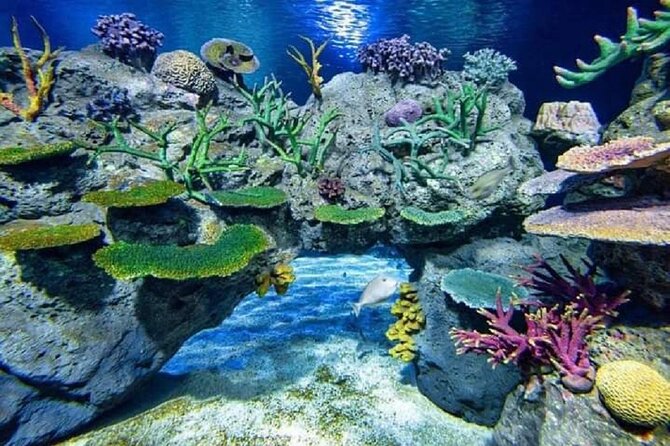 Angkor Wildlife & Aquarium Halfday tour - The on-site experience: aquarium tanks first, then wildlife