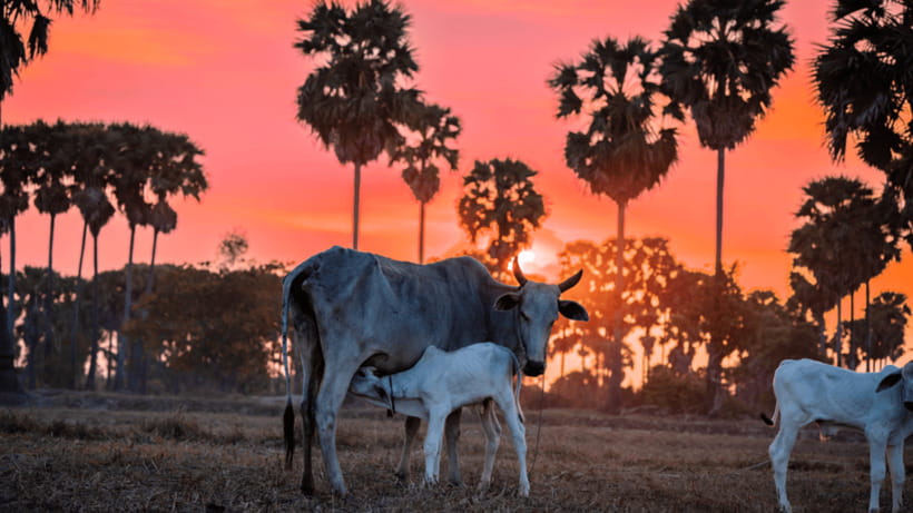 Authentic Siem Reap: Tuk Tuk Countryside and Sunset Tour - The local market stop: where food culture starts