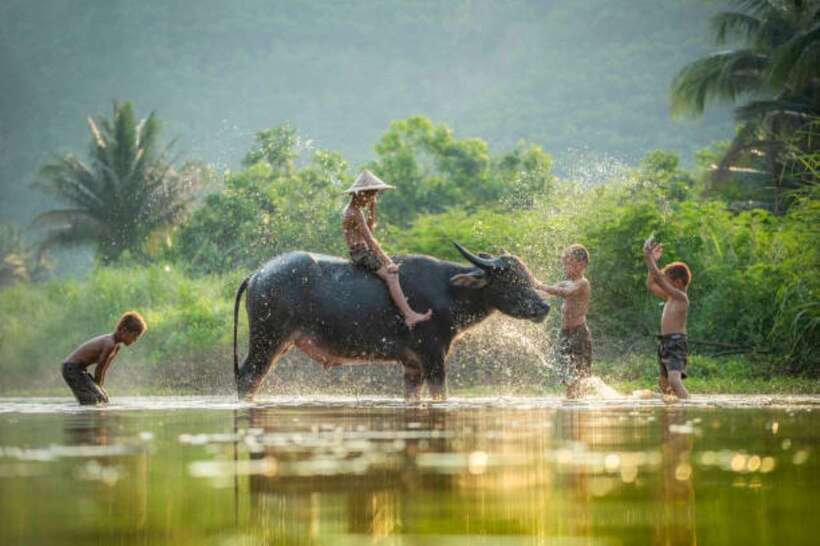 Back to Basics: Village Life Tour from Siem Reap - Price and Value: What $68 Buys in a 4-Hour Siem Reap Experience