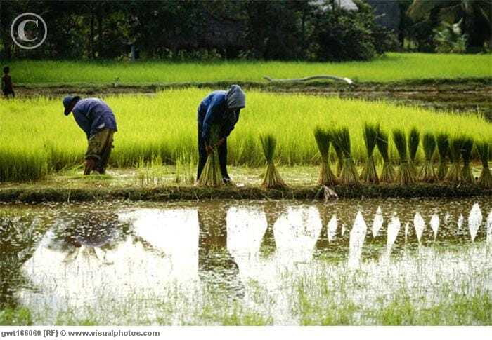 Back to Basics: Village Life Tour from Siem Reap - Who Should Book This Tour (and Who Might Prefer Something Else)