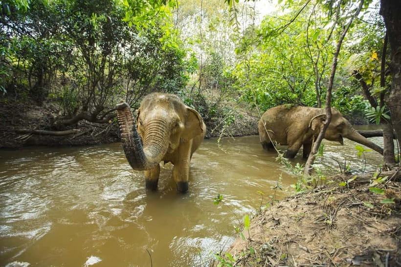 Cambodia Elephants Haft Day Experiences from Siem Reap - Should you book Cambodia Elephants Half Day from Siem Reap?