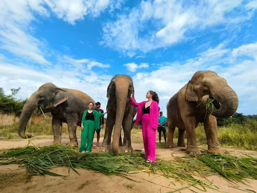 Cambodia Elephants Haft Day Experiences from Siem Reap - Cows for Cambodia Farm: photos, walking, and wildlife viewing