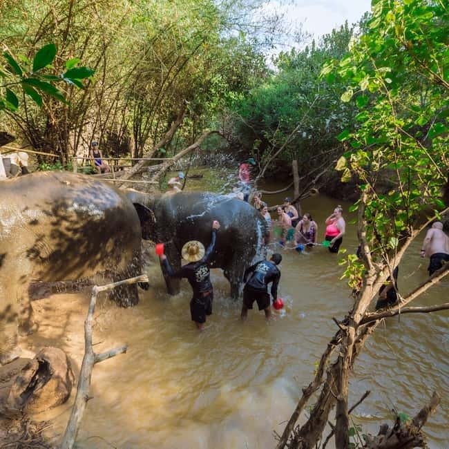 Cambodia Elephants Haft Day Experiences from Siem Reap - The elephant site routine: intro, feeding, mud bath, bathing