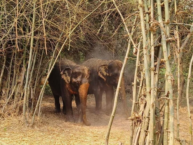 Cambodia Elephants Haft Day Experiences from Siem Reap - Practical tips to make the day easier