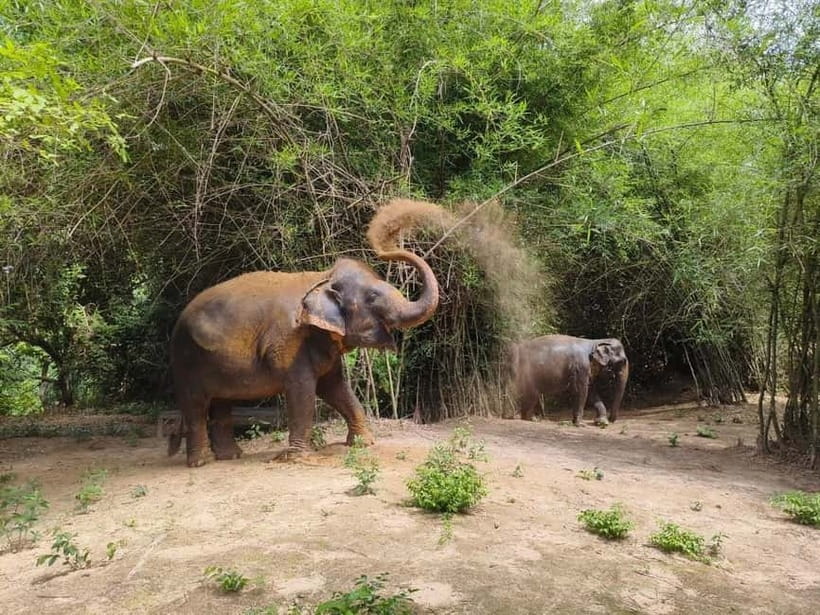 Cambodia Elephants Haft Day Experiences from Siem Reap - How the half-day flows from Krong Siem Reap
