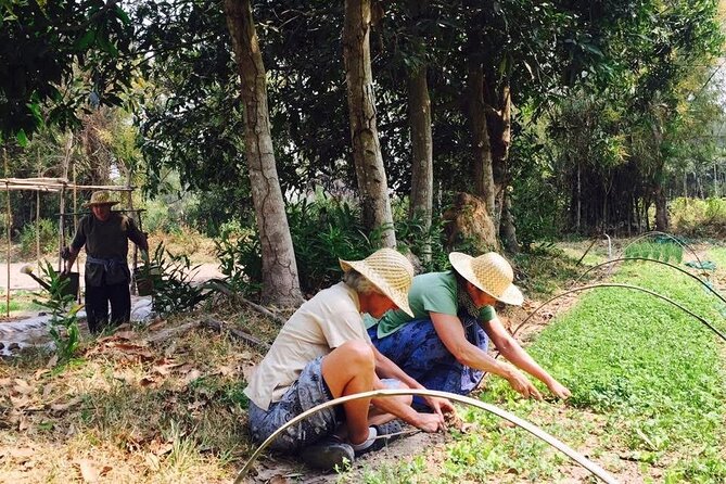 Full Day Siem Reap Farm Tour with Cooking Class and Monk Blessing - 8:00 AM start, tuk-tuk pickup, and how the day flows