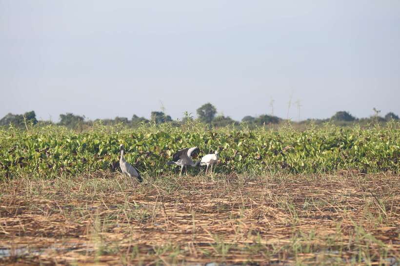 Kompong Khleang Floating Village: Full-Day from Siem Reap - Free lunch and birdlife time: where the day slows down
