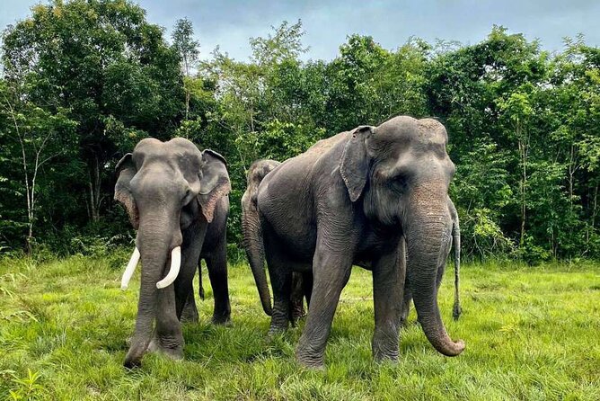 Kulen Elephant Forest and Tonle Sap Lake by Private Tour - Getting to Phnom Kulen: where the day’s story starts