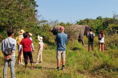 Kulen Elephant Forest and Tonle Sap Lake by Private Tour - Kulen Elephant Forest: feeding, walks, and real mahout behavior