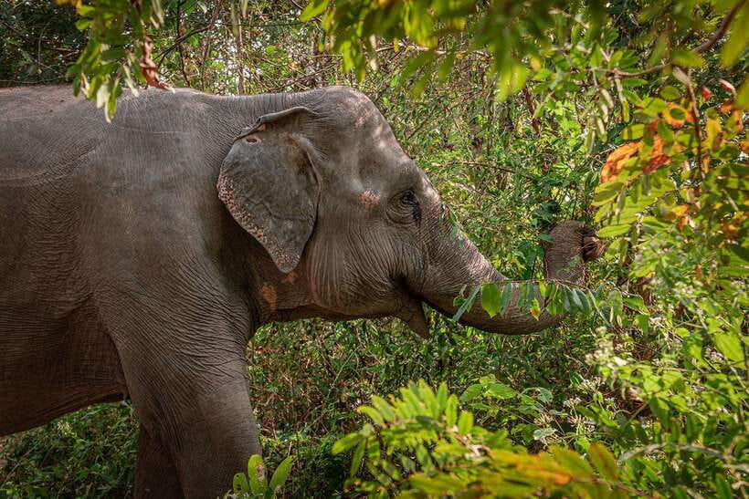 Kulen Elephant Forest Siem Reap in Small Group - Key Things You’ll Notice on This Tour