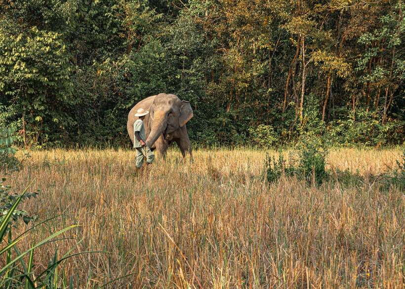 Kulen Elephant Forest Siem Reap in Small Group - Should you book Kulen Elephant Forest in Siem Reap?