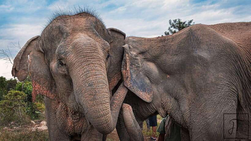 Kulen Elephant Forest Siem Reap in Small Group - Observation trekking in the forest: seeing how elephants choose their time