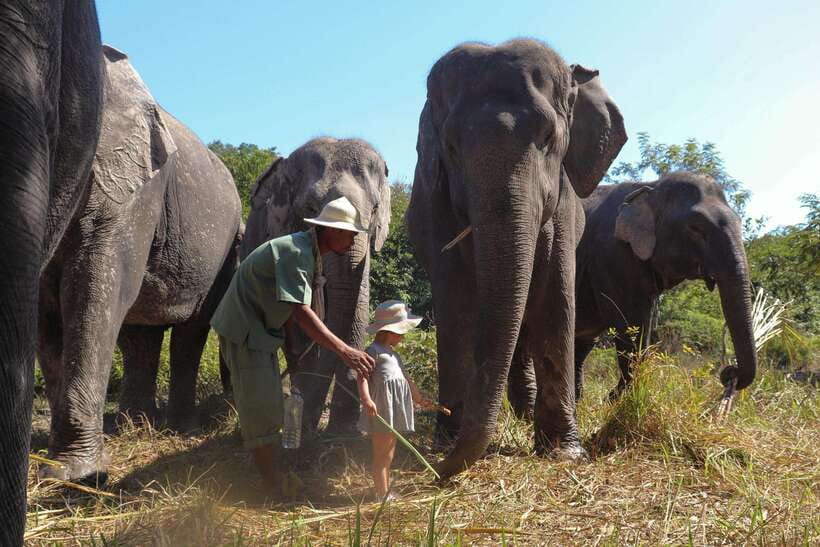 Kulen Elephant Forest Siem Reap in Small Group - Daily life moments: meet handlers, learn behavior, and watch social dynamics