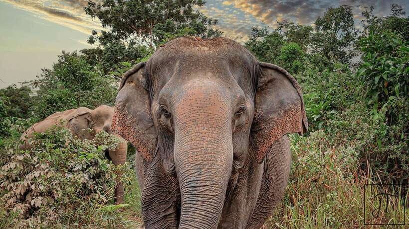 Kulen Elephant Forest Siem Reap in Small Group - Getting to Kulen: the 1-hour drive and how to prepare
