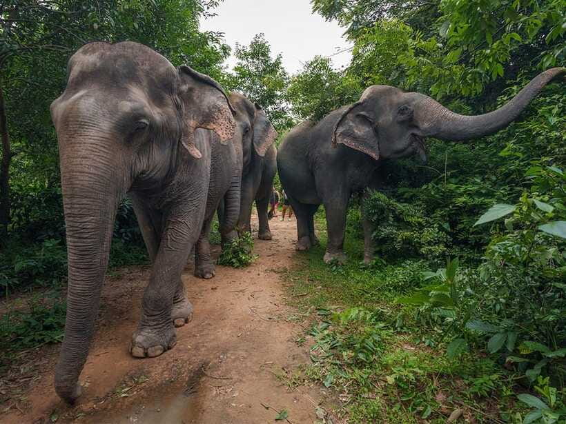 Kulen Elephant Forest Tour with Hotel Pick-up & Drop off - The Forest Walk With the Herd: What 3 Hours Feels Like