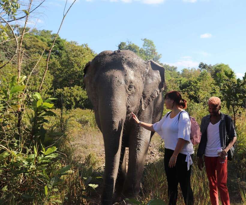 Kulen Mountain Day Trip with Picnic & Kulen Elephant Forest - Key highlights you’ll feel fast