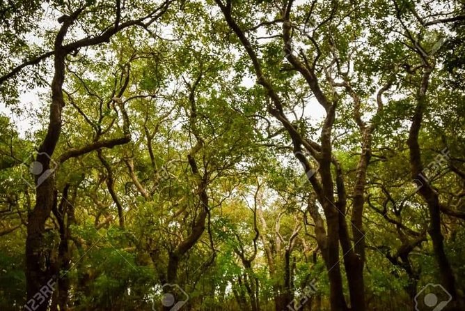 Mechrey Floating Village Tour & Mangrove from Siem Reap - Price and value: what $45 covers, and what’s extra