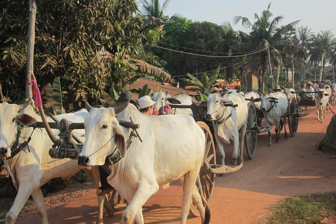 Ox-cart Culture Tour, Countryside Experince in Siem Reap - Why an ox-cart ride feels different here