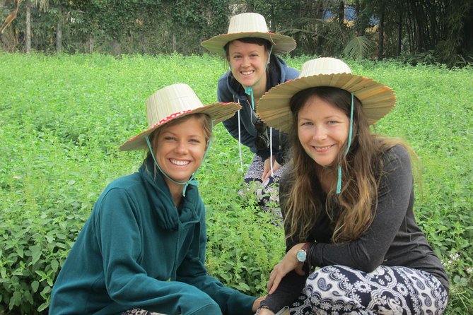 Ox-cart Culture Tour, Countryside Experince in Siem Reap - Ox-cart adventure (30–40 minutes): the fun part that also teaches
