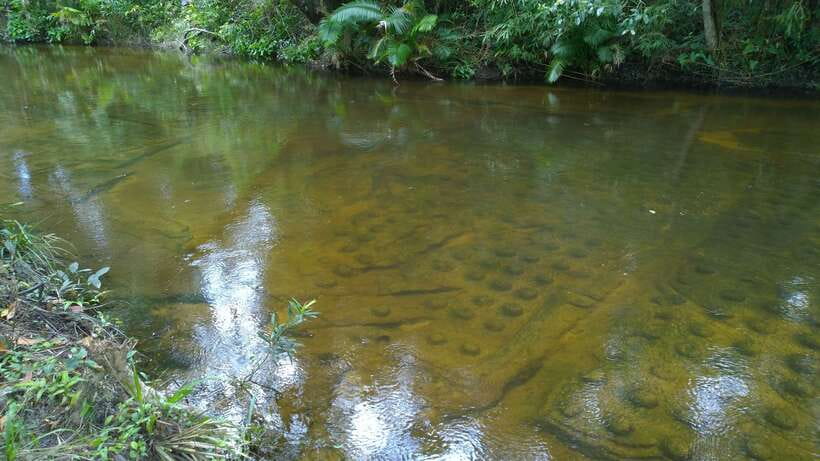 Phnom Kulen National Park Admission Ticket - Price, Value, and What You Still Need to Handle