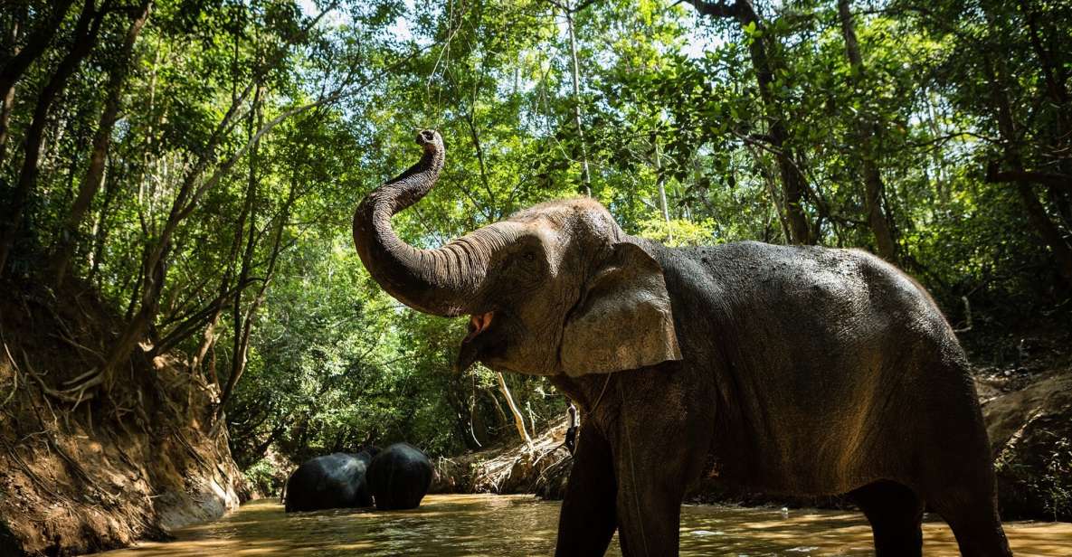 Phnom Kulen Park: Tour with Elephant Forest from Siem Reap - Kulen Elephant Forest at 13:00: face-to-face time with humane care
