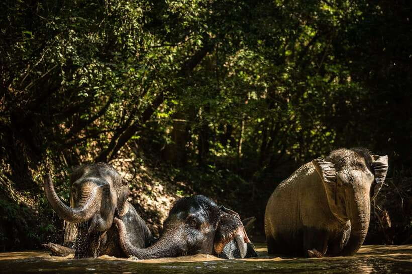 Phnom Kulen Park: Tour with Elephant Forest from Siem Reap - Price ($230) and what you’re really paying for