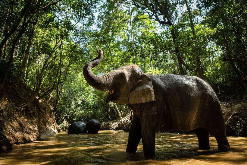 Phnom Kulen Park: Tour with Elephant Forest from Siem Reap - Phum Preah Dak palm treats: sweet learning with real hands