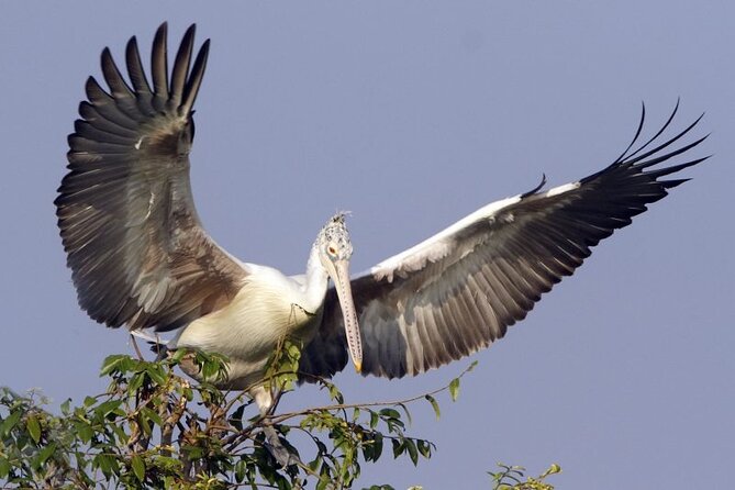 Prek Toal Birds Sanctuary and floating Village Private Day Tour - Key things to notice before you go