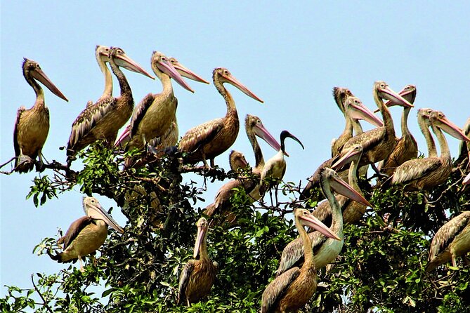 Prek Toal Birds Sanctuary and floating Village Private Day Tour - Tonlé Sap Lake cruising: the Mekong system at full scale