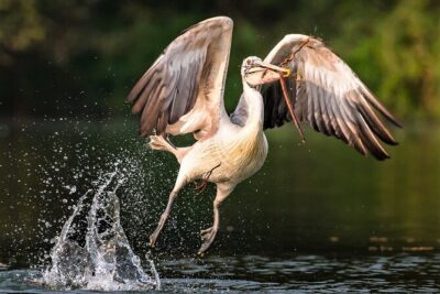 Prek Toal Birds Sanctuary and floating Village Private Day Tour - How the day starts: pickup, pier transfer, then straight onto Tonlé Sap