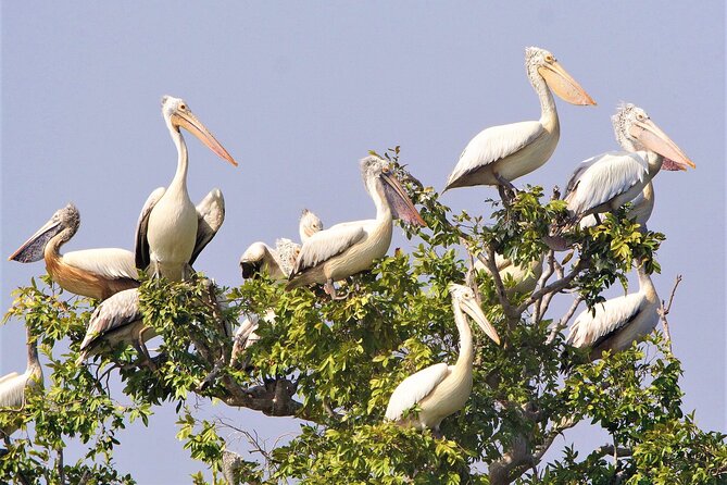 Prek Toal Birds Sanctuary and floating Village Private Day Tour - Prek Toal Bird Sanctuary: flooded-forest birdwatching where time slows down