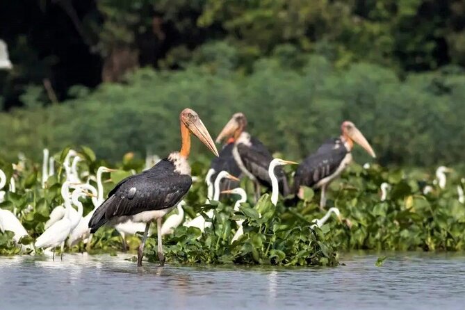 Prek Toal Birds Sanctuary and floating Village Private Day Tour - Chong Kneas and Floating Khmer Village Resort: seasonal routing changes