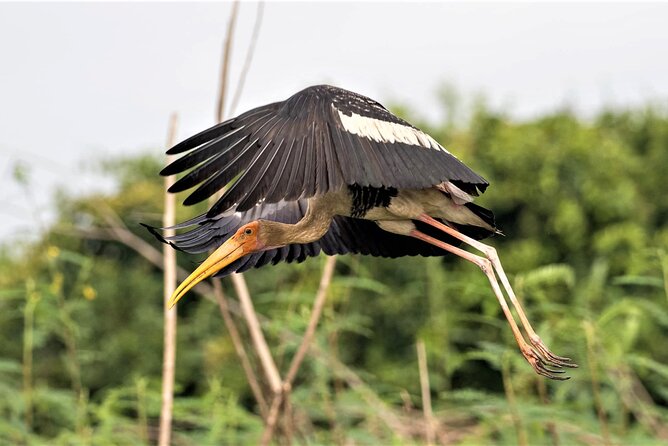 Prek Toal Birds Sanctuary and floating Village Private Day Tour - What birds you might actually see (and how to plan for it)