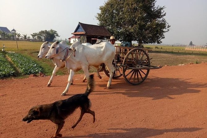 Rice Fields & Rural Villages Tour - Rice Paddies and Villages: The Quiet “Everyday Cambodia” Part