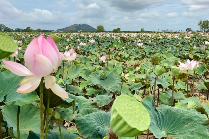 Rural Countryside Experience Tour in Siem Reap - What this countryside tour is really good at (and why that matters)