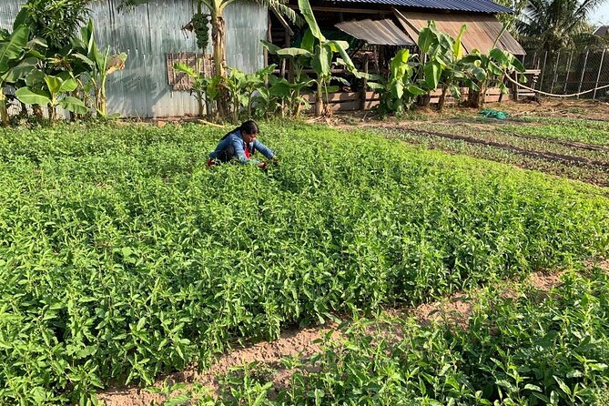 Rural Countryside Experience Tour in Siem Reap - Stop 1: The mushroom farm, where food production becomes a story
