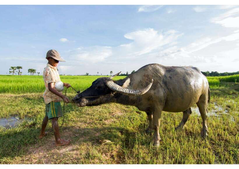 Siem Reap: Afternoon Cooking Class & Village Tour - Key highlights at a glance