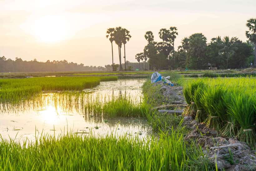 Siem Reap: Afternoon Cooking Class & Village Tour - Hands-on cooking with a chef: Khmer specialties, taught simply