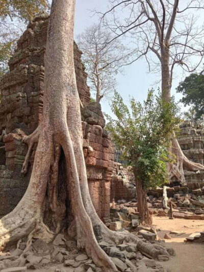 Siem Reap: Angkor Full-Day Group Tour with Japanese Guide - Price and the Real Total: $50 Plus Entrance Tickets