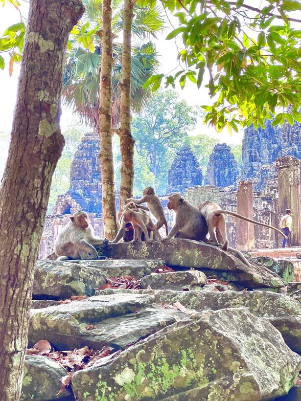 Siem Reap: Angkor Wat Private full Day Tour - Ta Prohm: the jungle temple and the 1850s look