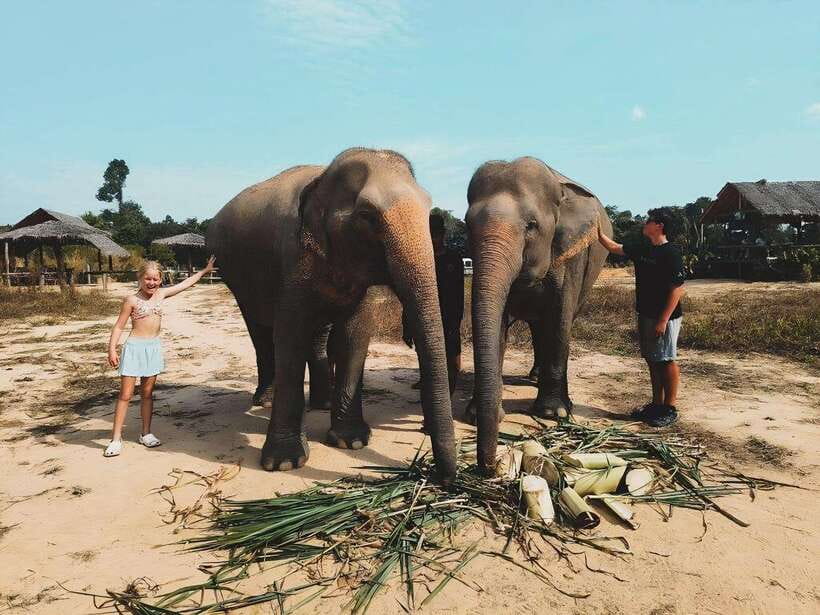 Siem Reap: Elephant Sanctuary Included Hotel Pickup Drop-off - Feeding elephants: meal prep that’s more than just a handout