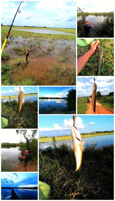 Siem Reap: Fishing in the rice fields, in the villages of Siem Reap - The Fishing Lesson: Topwater Rules, Frog Bait, and Snakehead Focus