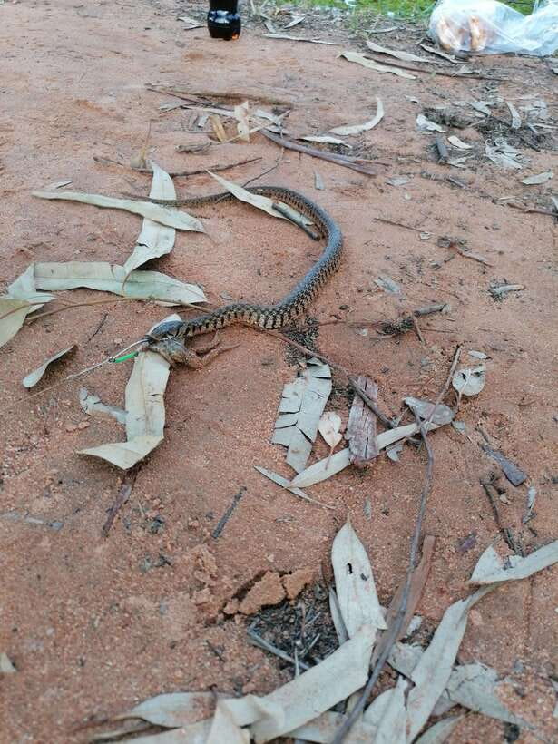 Siem Reap: Fishing in the rice fields, in the villages of Siem Reap - When You Catch Snakehead: The Moment and the Food Option